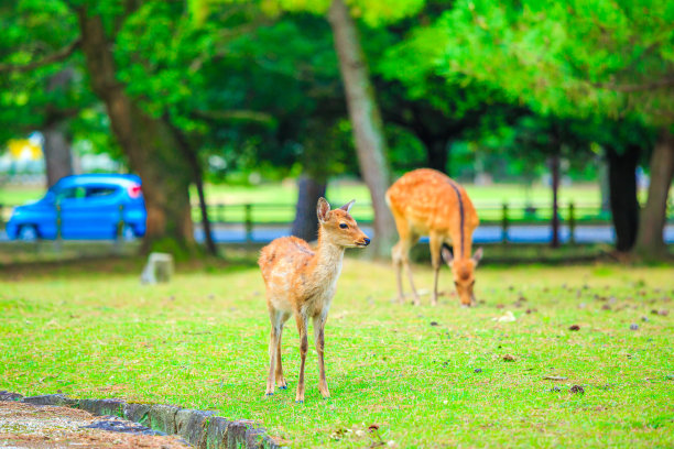 日本奈良的鹿图片下载