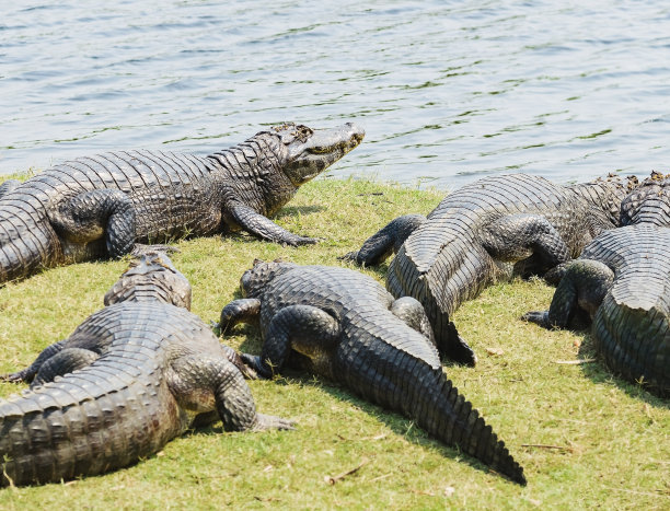 巴西潘塔纳尔湿地河边晒日光浴的野生短吻鳄群素材图片
