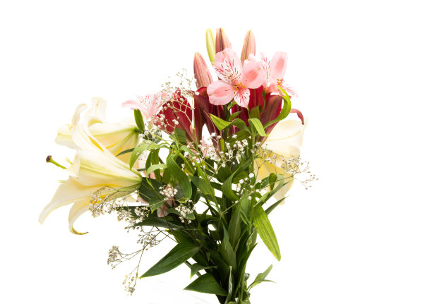 金针菜孤立图片下载