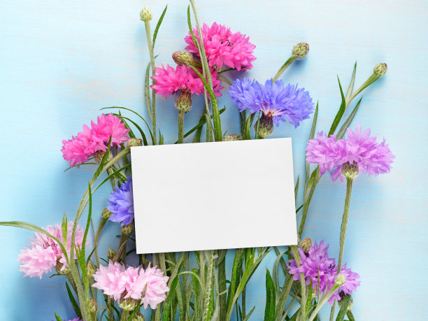 蓝色木制背景上的空白生日卡片和矢车菊图片下载