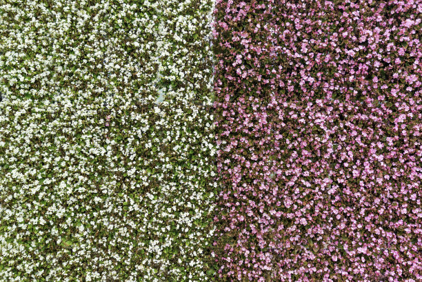 一堵花墙图片下载