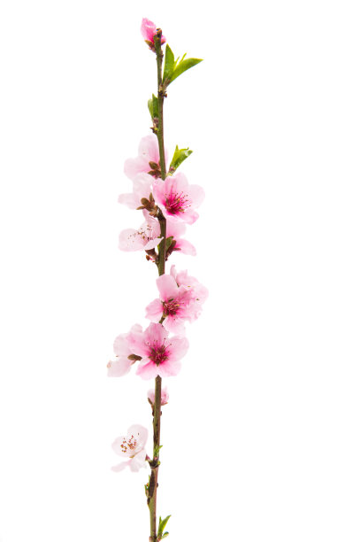 樱花花朵孤立图片下载