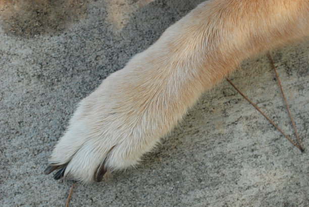 最好的爪子向前图片下载