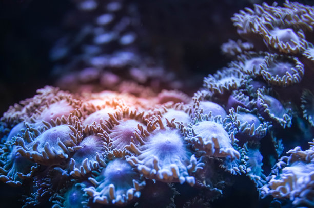 水族馆里的软珊瑚图片下载
