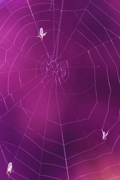 蛛网上有困住的昆虫图片下载