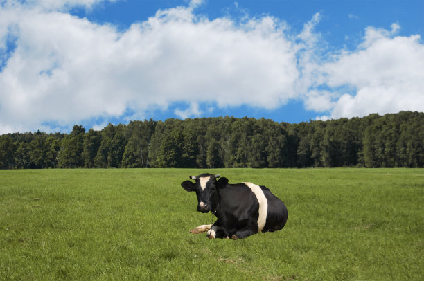 黑母牛靠着绿色的草地躺着图片下载