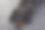 腊肠犬狗孤立在灰色背景图片下载