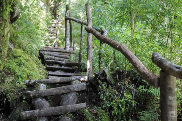智利巴塔哥尼亚的普马林公园，Tronador湖附近的人行道上的木楼梯图片下载