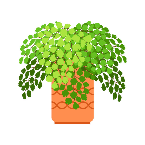 铁线蕨室内盆栽植物图片下载