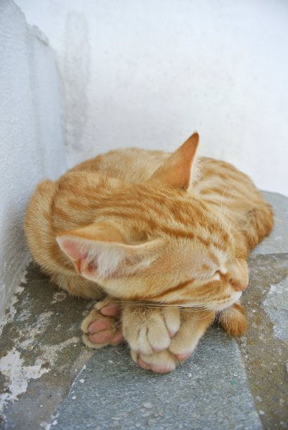 睡觉的猫图片下载