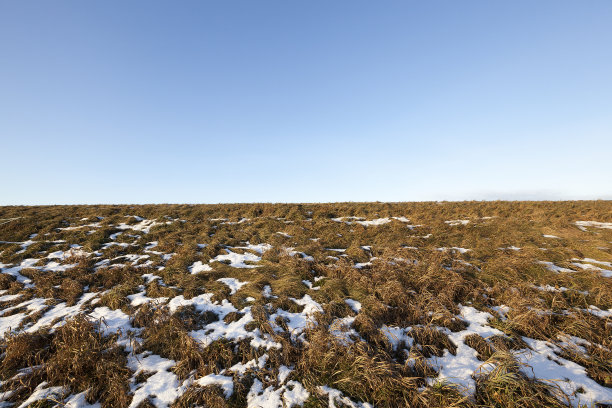 老草,雪图片下载