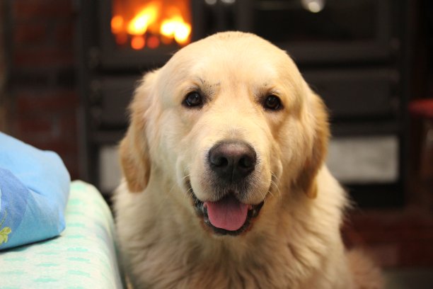 金毛寻回犬坐在火炉边。图片下载