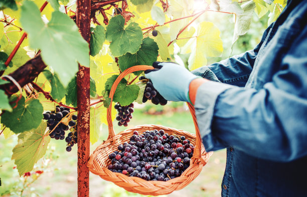 摘葡萄图片下载