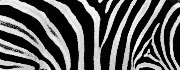 斑马图案图片下载