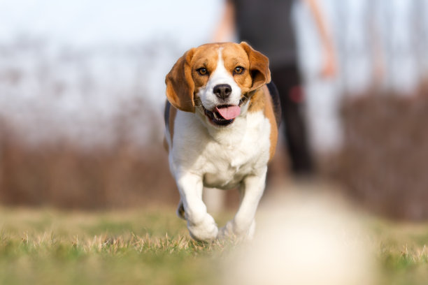 和比格尔狗玩接球图片下载