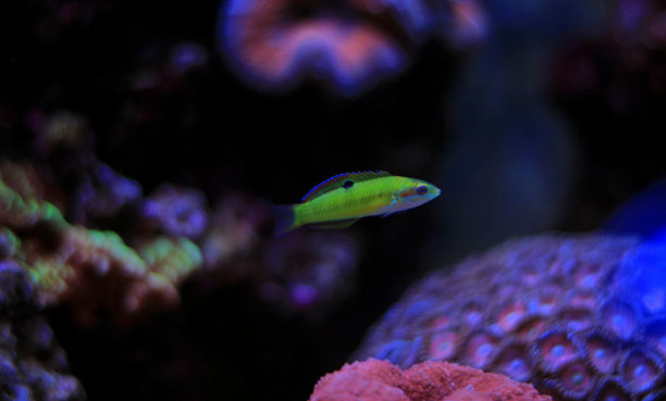 地中海鱼——地中海的绿色濑鱼图片下载