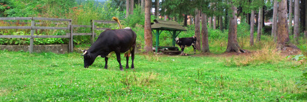 两头牛在草地上。图片下载