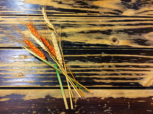 干橙米和黄米。图片下载