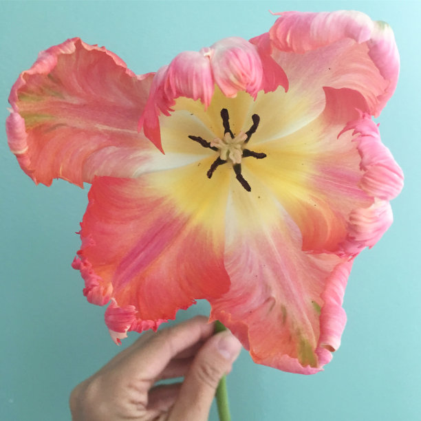 郁金香图片下载