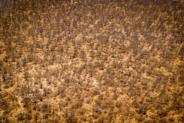 波斯特瓦纳旱季鸟瞰图图片下载