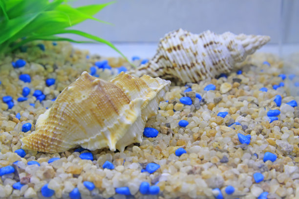 海螺在水生动物，特写照片素材图片