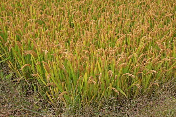 成熟的水稻，特写照片图片下载