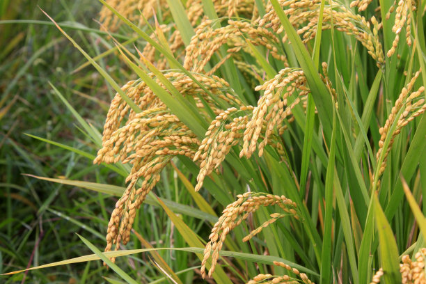成熟的水稻，特写照片图片下载
