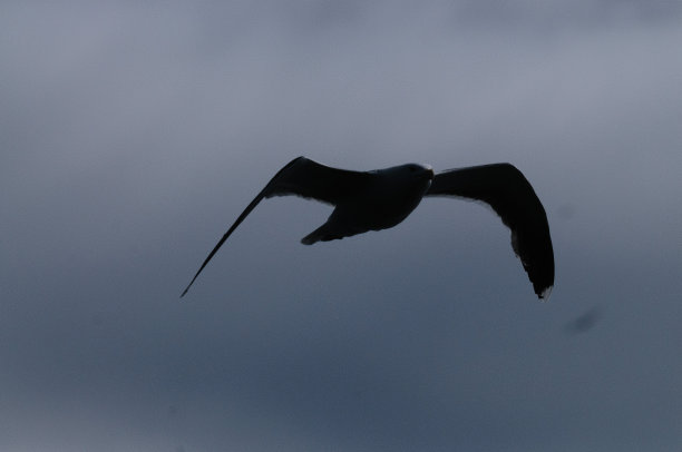 海鹰在飞行图片下载
