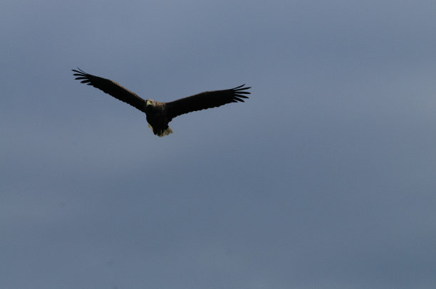 海鹰在飞行图片下载