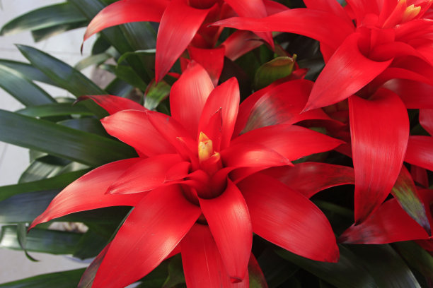 花园里的红色菠萝花特写照片照片摄影图片