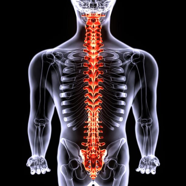 3d插图人体脊柱卡的骨骼身体部分图片下载