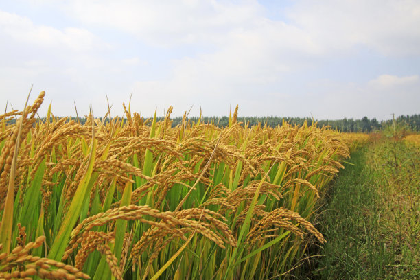 成熟的水稻，特写照片图片下载