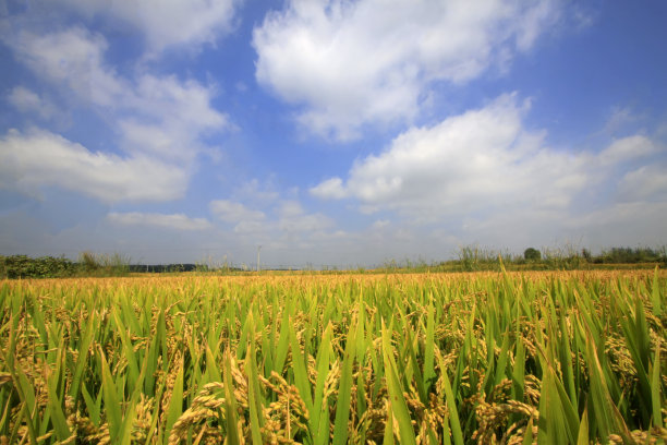 成熟的水稻，特写照片图片下载