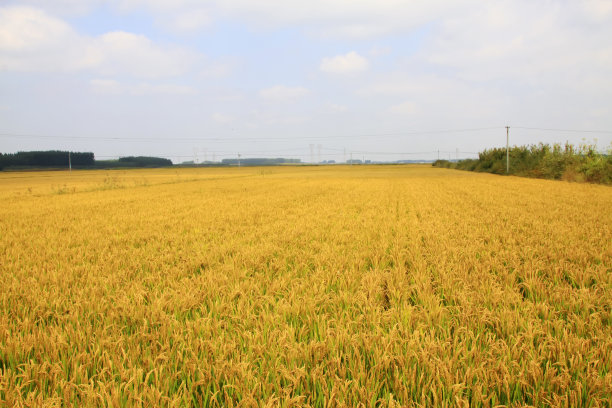 成熟的水稻，特写照片图片下载