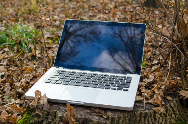 在森林里用笔记本电脑工作图片下载