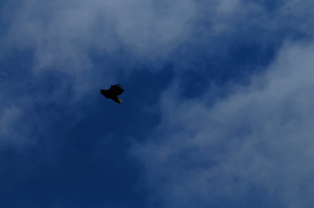 海鹰在飞行图片下载