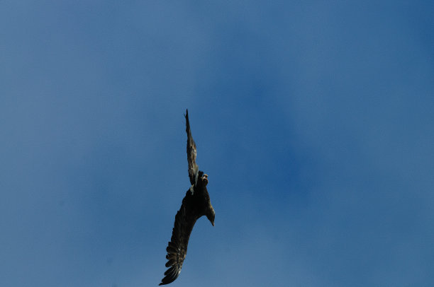 海鹰在飞行图片下载