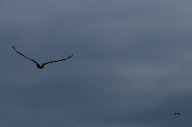 海鹰在飞行图片下载