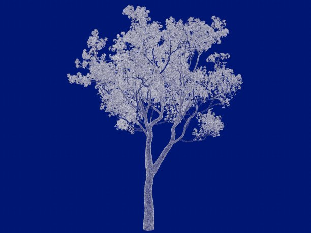 一个轮廓树蓝图孤立在蓝色背景的3d渲染图片下载