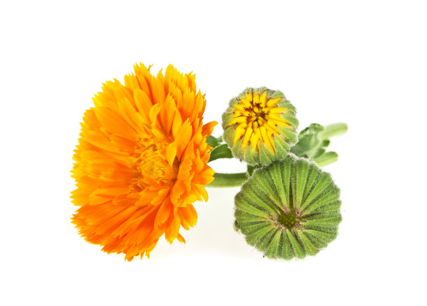 金盏花花。花束孤立在白色背景上。素材图片