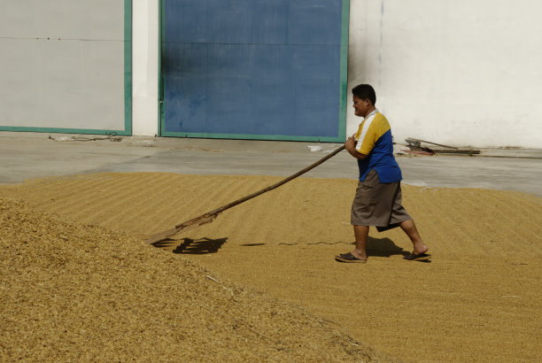 在泰国，人们正在把刚收获的大米翻干图片下载