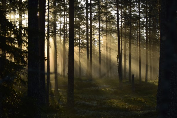 森林发光图片下载