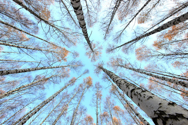 皇冠的秋天桦树在蓝天的背景图片下载