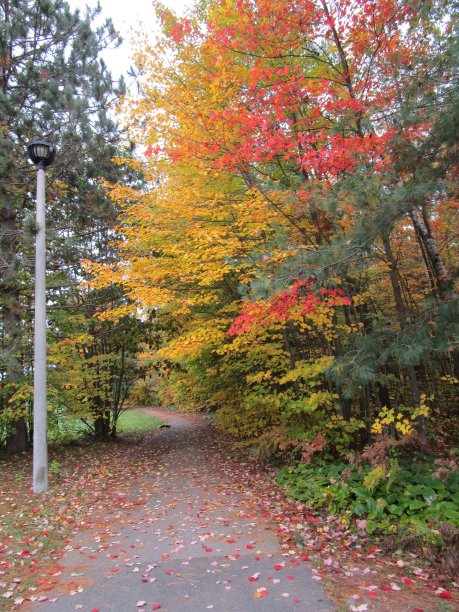 秋天走图片下载