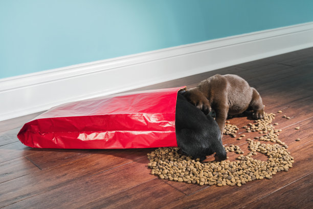 一只黑色和巧克力色的拉布拉多幼犬正在抢夺一袋洒出来的狗粮——5周大图片下载