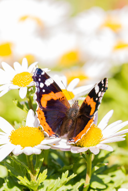 海军上将蝴蝶的垂直照片，有漂亮的翅膀，黑色，橙色和白色的颜色和多毛的身体。昆虫栖息在白色的雏菊花上，花的中心是黄色的。图片下载