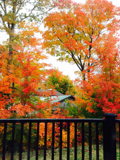 充满活力的秋天的颜色图片下载