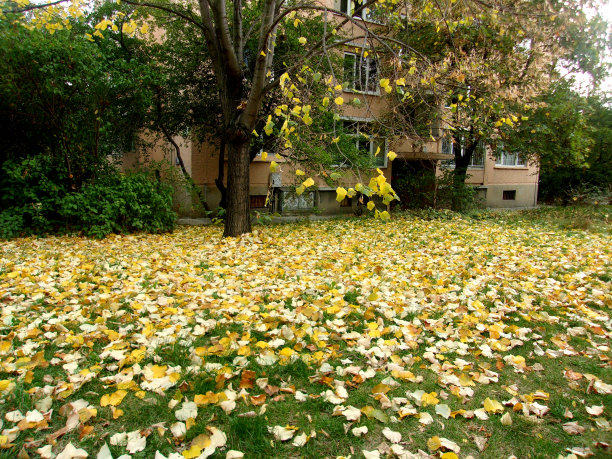 秋天的落叶，树木和住宅楼图片下载