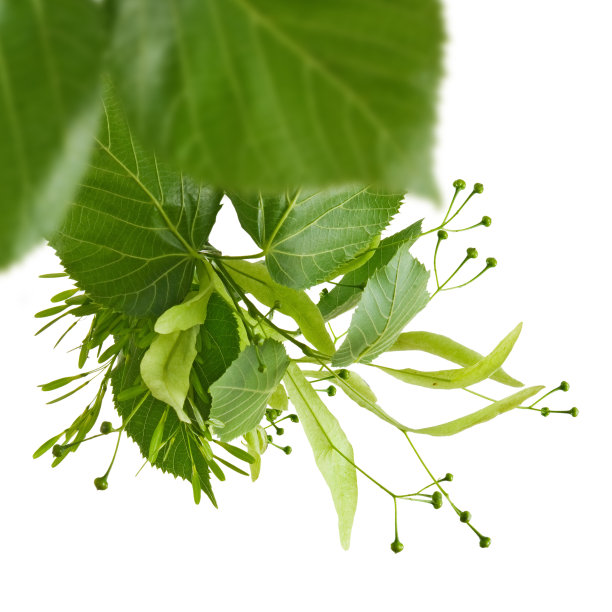 树枝靠近图片下载