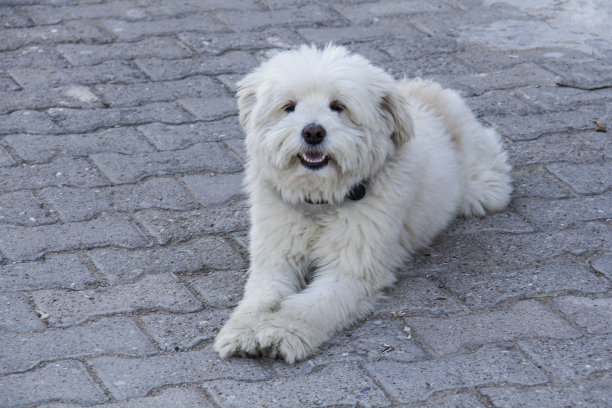 小狗天堂图片下载